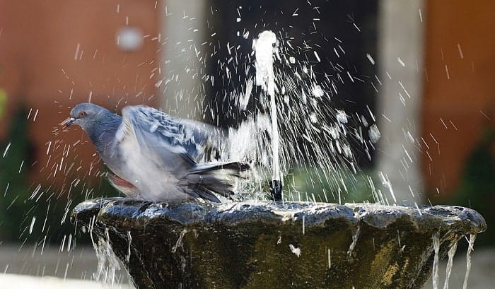 bird-bath-mosquito-control