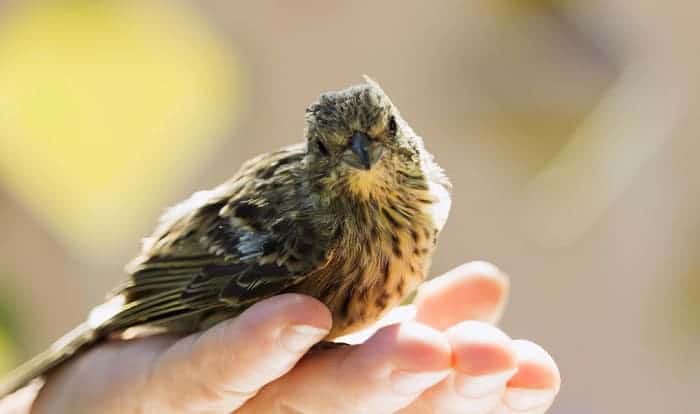 bird-pooping-on-you