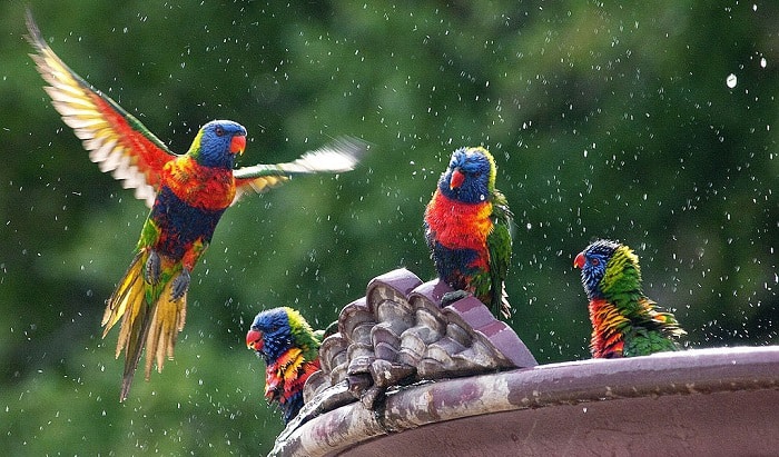 how to keep mosquitoes out of bird bath