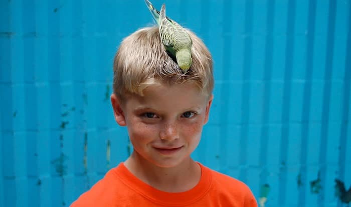 what does it mean when a bird poops on you