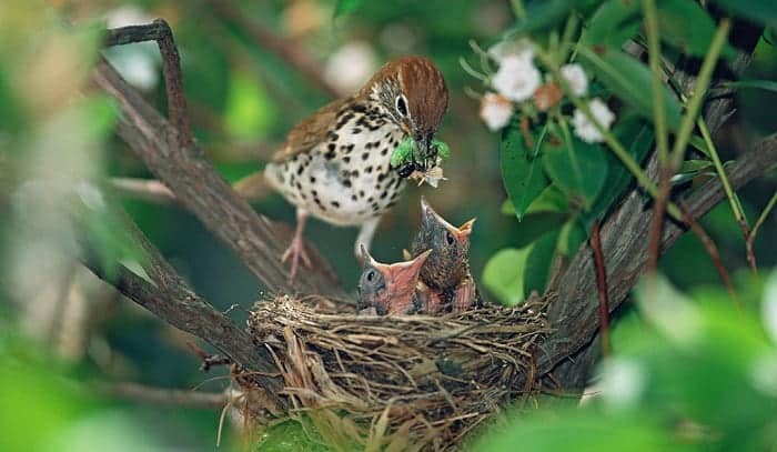 baby-bird-is-called