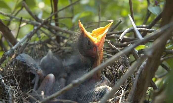baby-mocking-bird-food