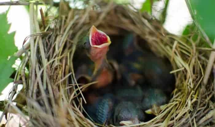 feed-baby-birds