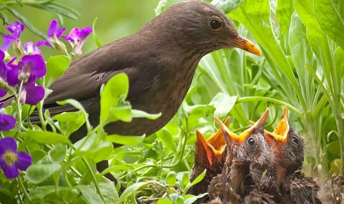 fledgling-bird-care