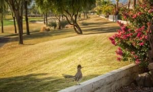 how to attract roadrunners to your yard
