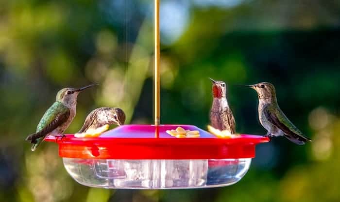 how to keep ants out of hummingbird feeder