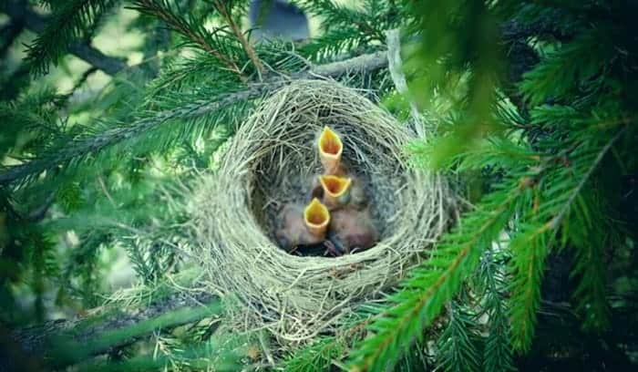 newborn-birds-eat