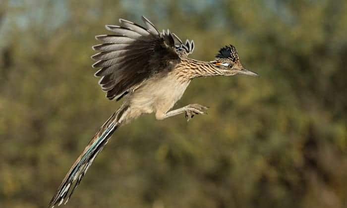 roadrunner-bird-food