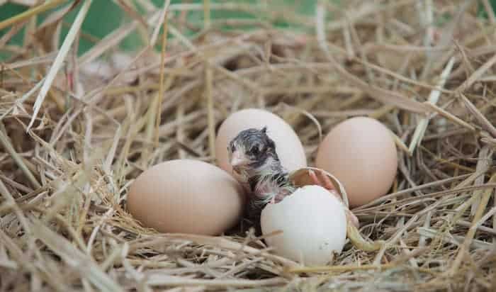 what are baby birds called