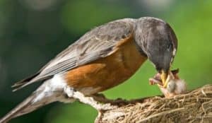 what to feed a baby bird without feathers