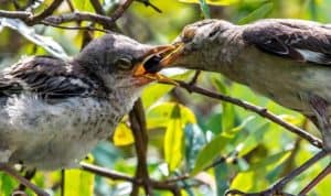 what to feed a baby mockingbird