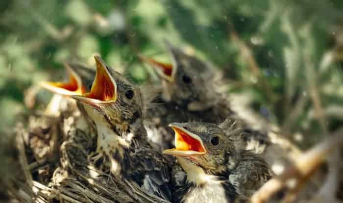 what to feed a fledgling bird