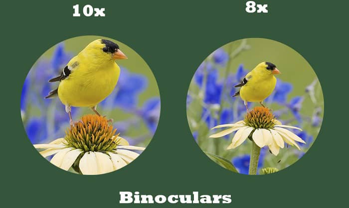8x42 vs 10x42 binoculars