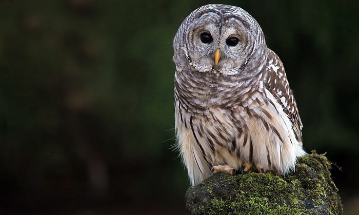 Barred-Owls