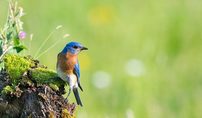 average-lifespan-of-birds