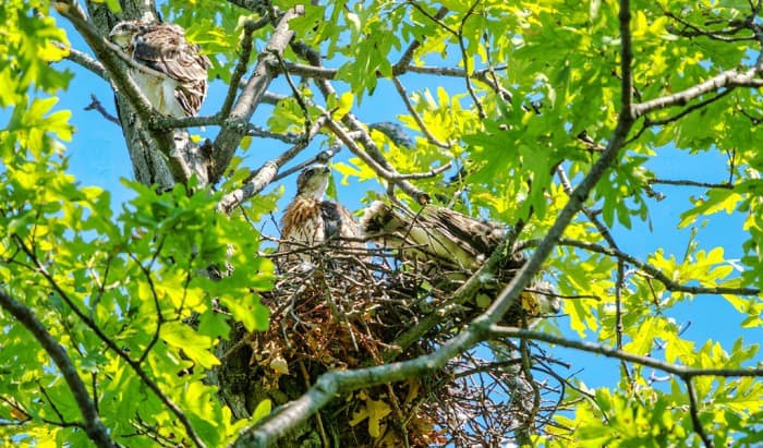 cooper's-hawk-images