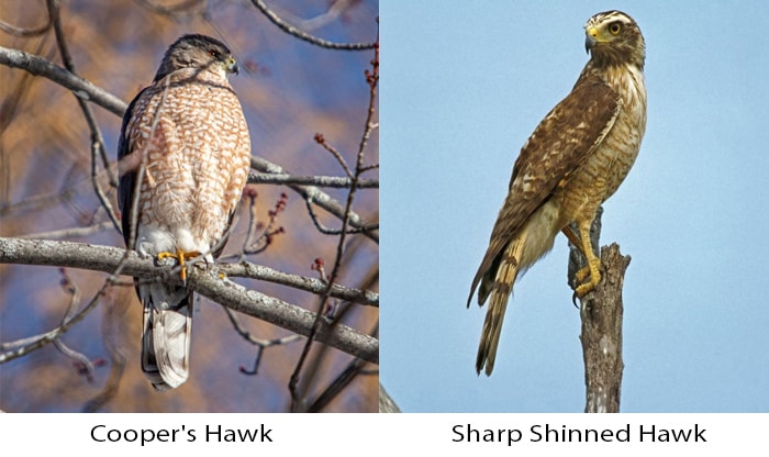 cooper's hawk vs sharp shinned hawk