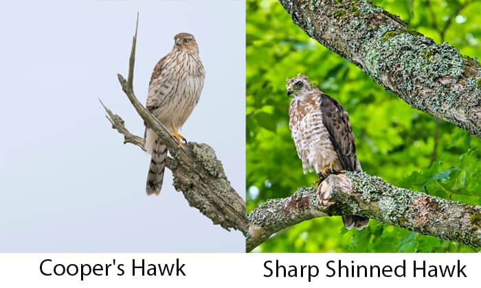 difference-between-cooper's-hawk-and-sharp-shinned-hawk