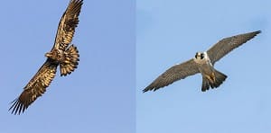 falcon-vs-hawk