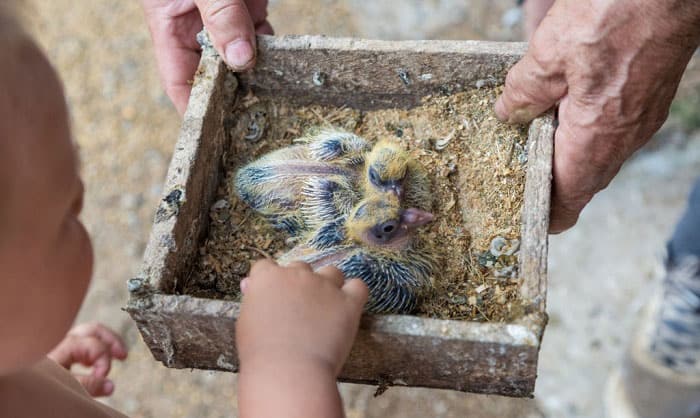 feeding-baby-pigeons