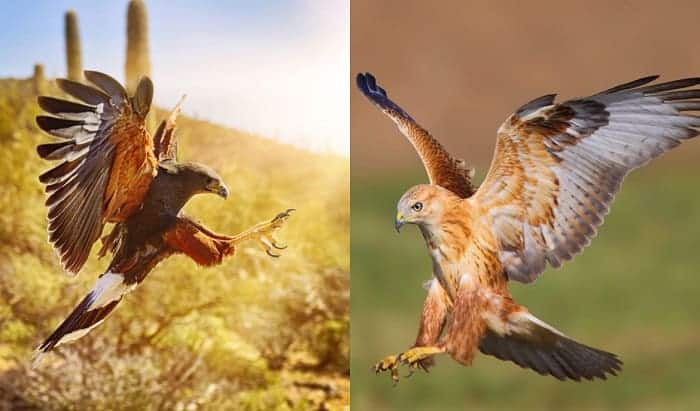 hawk-or-falcon