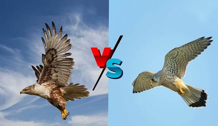 hawks vs falcons what's the difference