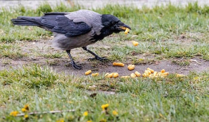 how to keep crows away from bird feeders