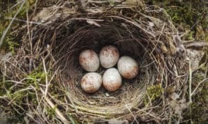 how to remove a birds nest with eggs