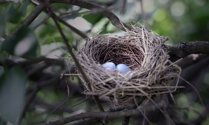 move-a-bird-nest