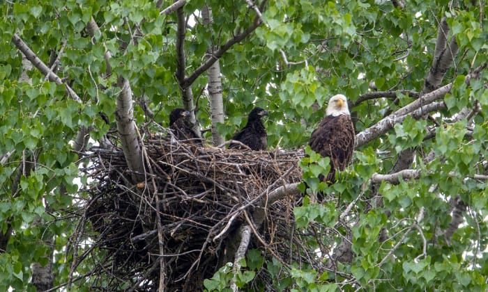 moving-a-bird's-nest-with-eggs