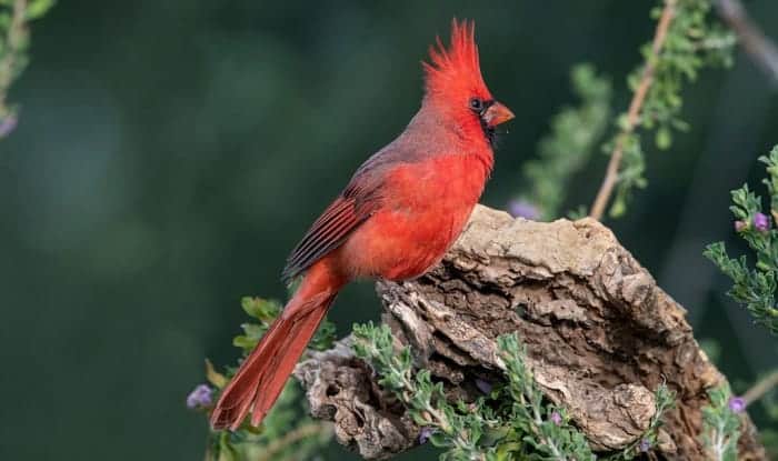 seeing-a-cardinal-meaning