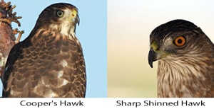 sharp-shinned-hawk-image