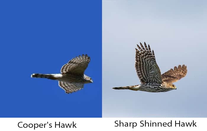 sharp-shinned-vs-coopers