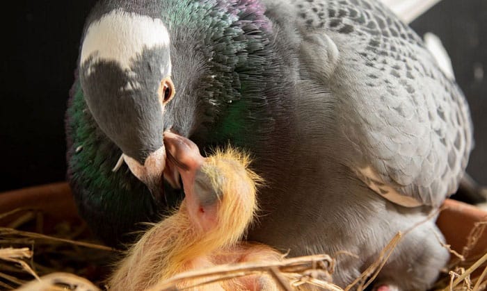 Amazon.com: Birds LOVE All Natural Garden Blend Bird Food for Medium Birds  - Cockatiels, Green Cheek Conures, Ringneck Parakeets and Small Quakers 2lb  : Patio, Lawn & Garden