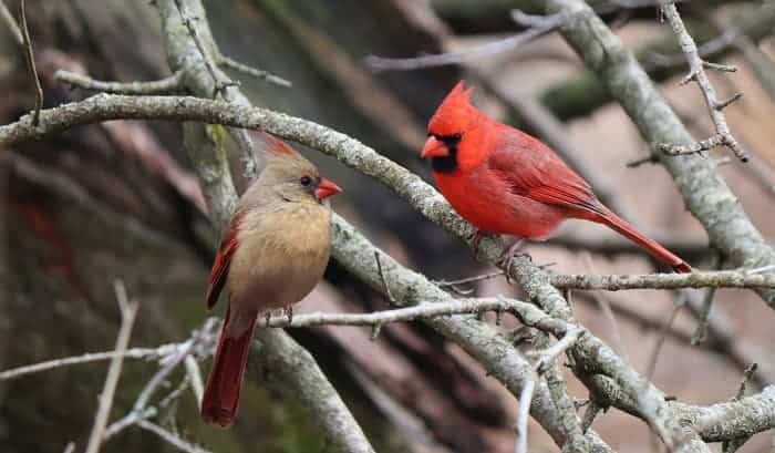 what does it mean when you see a cardinal bird