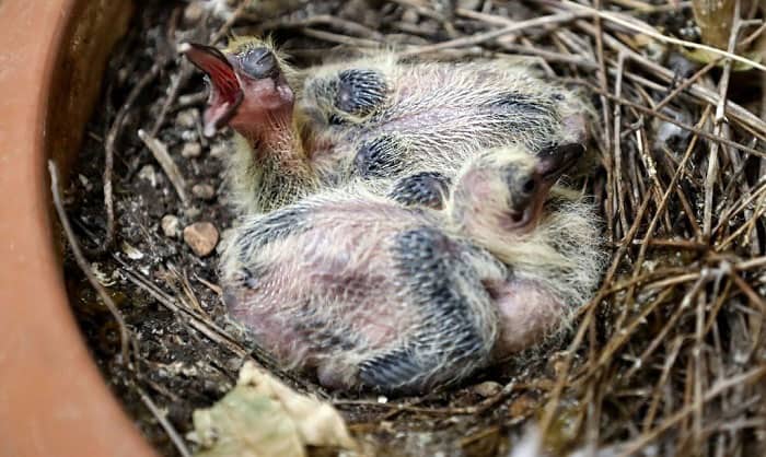 what-to-feed-baby-pigeons