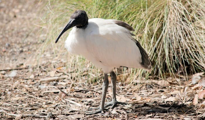 4-letter-birds-name