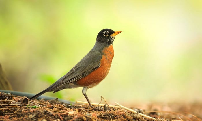 American-Robin