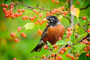American-robin