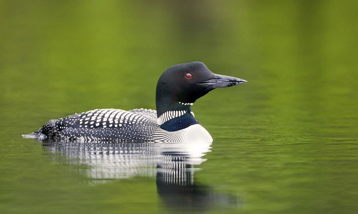 Common-Loon