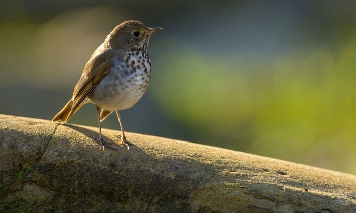 Hermit-Thrush