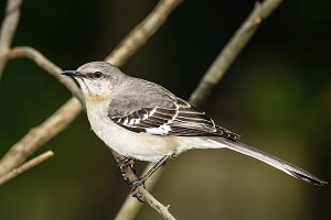 Northern-mockingbird