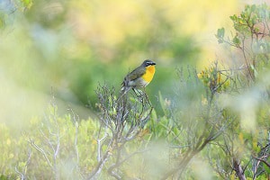 Yellow-breasted-chats