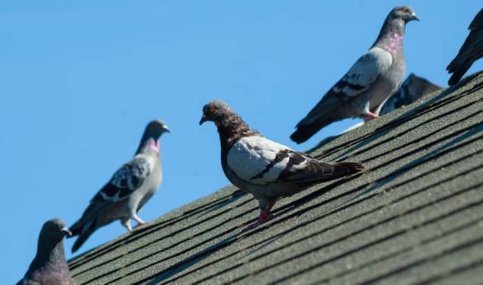 a-bird-go-without-food