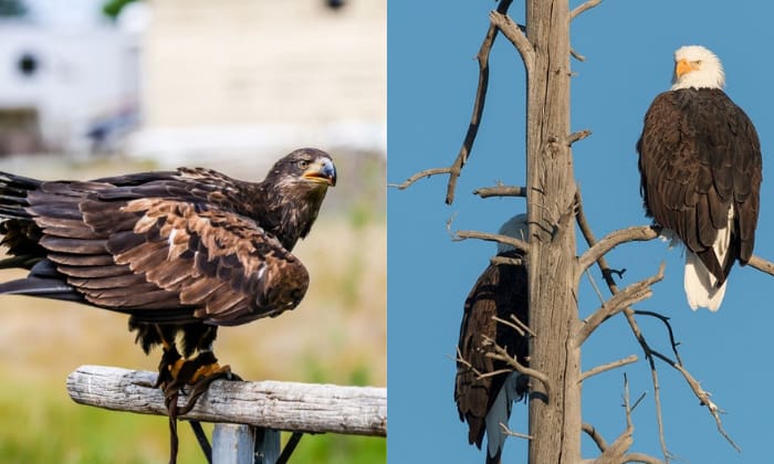 bald-eagles-vs-golden-eagles