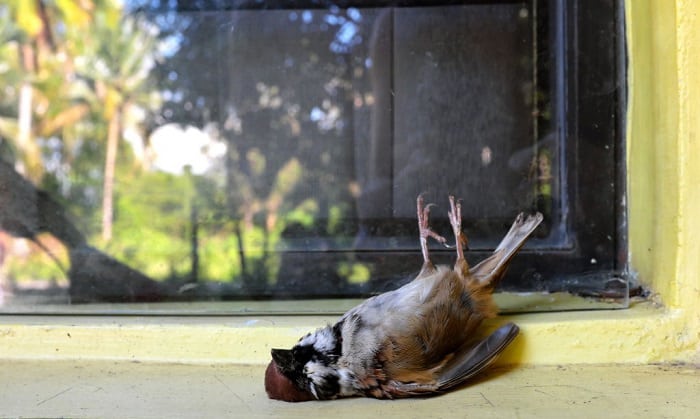 bird-hit-window-meaning