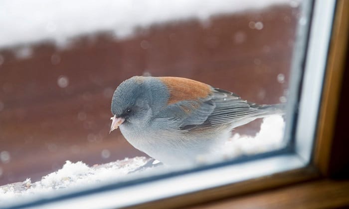 bird-hitting-window