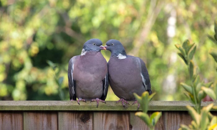 birds-communication