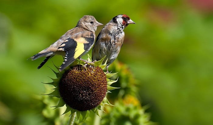 birds-like-black-oil-sunflower-seeds