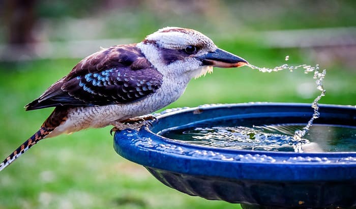 birds-need-to-eat